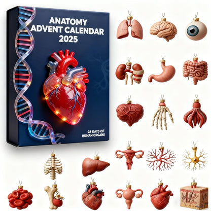2025 Anatomy Advent Calendar